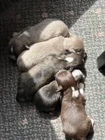 Brownie - AKC Long Haired Chi, a male Chihuahua for sale in Douglas, MI – 8 of 10
