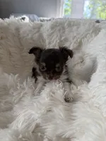 Brownie - AKC Long Haired Chi, a male Chihuahua for sale in Douglas, MI – 6 of 10