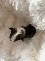 JoJo AKC Long Haired Chi, a female Chihuahua for sale in Douglas, MI – 9 of 10