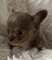 Frankie, a male Chihuahua for sale in Douglas, MI – 6 of 8