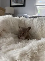Frankie, a male Chihuahua for sale in Douglas, MI – 5 of 8