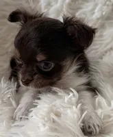 Brownie - AKC Long Haired Chi, a male Chihuahua for sale in Douglas, MI – 3 of 10