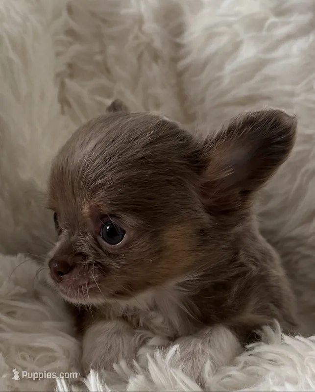 Frankie AKC Lavender Chi – Chihuahua puppy for sale in Douglas, MI