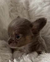 Frankie, a male Chihuahua for sale in Douglas, MI – 7 of 8