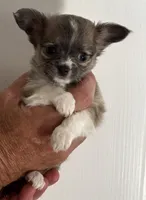 Martini - AKC Long Haired Chi, a female Chihuahua for sale in Douglas, MI – 4 of 10