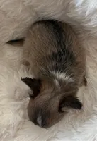 Martini - AKC Long Haired Chi, a female Chihuahua for sale in Douglas, MI – 6 of 10
