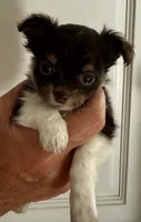 Brownie - AKC Long Haired Chi, a male Chihuahua for sale in Douglas, MI – 1 of 10