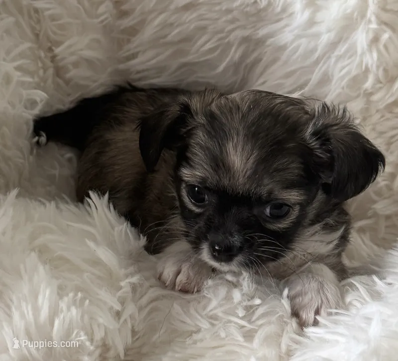 Dottie – Chihuahua puppy for sale in Douglas, MI