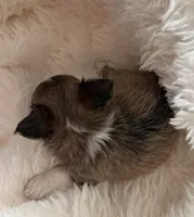 Martini - AKC Long Haired Chi, a female Chihuahua for sale in Douglas, MI – 2 of 10