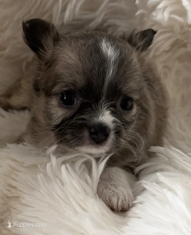 Martini - AKC Long Haired Chi – Chihuahua puppy on hold in Douglas, MI