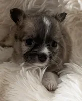 Martini - AKC Long Haired Chi, a female Chihuahua for sale in Douglas, MI – 7 of 10