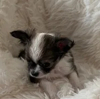 JoJo AKC Long Haired Chi, a female Chihuahua for sale in Douglas, MI – 4 of 10