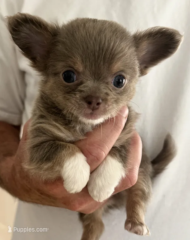 Frankie – Chihuahua puppy for sale in Douglas, MI