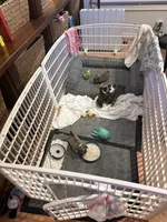 Martini - AKC Long Haired Chi, a female Chihuahua for sale in Douglas, MI – 10 of 10