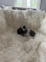 JoJo AKC Long Haired Chi, a female Chihuahua for sale in Douglas, MI – 7 of 10