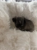 Dottie, a female Chihuahua for sale in Douglas, MI – 7 of 10