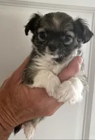 Dottie, a female Chihuahua for sale in Douglas, MI – 2 of 10