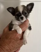 JoJo AKC Long Haired Chi, a female Chihuahua for sale in Douglas, MI – 2 of 10