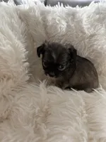 Dottie, a female Chihuahua for sale in Douglas, MI – 3 of 10