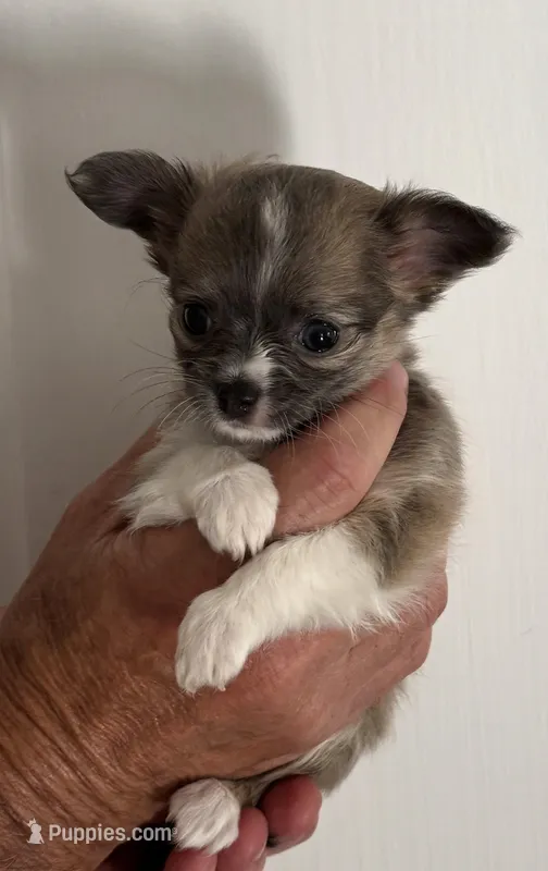 Martini - AKC Long Haired Chi – Chihuahua puppy for sale in Douglas, MI