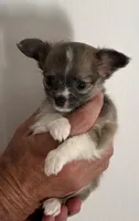 Martini - AKC Long Haired Chi, a female Chihuahua for sale in Douglas, MI – 1 of 10