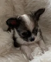 JoJo AKC Long Haired Chi, a female Chihuahua for sale in Douglas, MI – 3 of 10