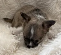 Martini - AKC Long Haired Chi, a female Chihuahua for sale in Douglas, MI – 3 of 10