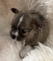 Martini - AKC Long Haired Chi, a female Chihuahua for sale in Douglas, MI – 5 of 10