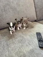 Dottie, a female Chihuahua for sale in Douglas, MI – 5 of 10