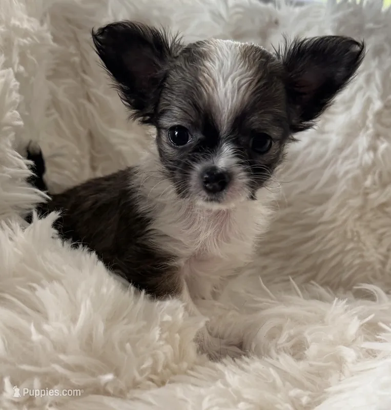 JoJo AKC Long Haired Chi – Chihuahua puppy for sale in Douglas, MI