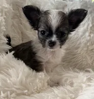 JoJo AKC Long Haired Chi, a female Chihuahua for sale in Douglas, MI – 1 of 10