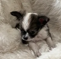 JoJo AKC Long Haired Chi, a female Chihuahua for sale in Douglas, MI – 5 of 10