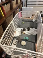 Dottie, a female Chihuahua for sale in Douglas, MI – 9 of 10