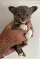 Frankie, a male Chihuahua for sale in Douglas, MI – 4 of 8