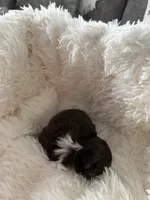 Brownie - AKC Long Haired Chi, a male Chihuahua for sale in Douglas, MI – 5 of 10