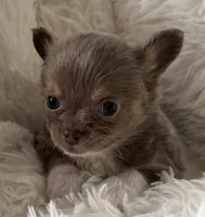 Frankie, a male Chihuahua for sale in Douglas, MI – 2 of 8