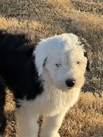Tegan, a female Old English Sheepdog for sale in Sneads Ferry, NC – Photo 1 of 5