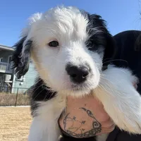 Morwenna, a female Old English Sheepdog for sale in Sneads Ferry, NC – Photo 3 of 9