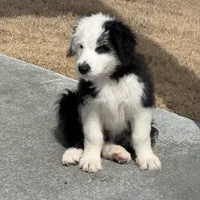 Morwenna, a female Old English Sheepdog for sale in Sneads Ferry, NC – Photo 9 of 9