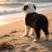 Morwenna, a female Old English Sheepdog for sale in Sneads Ferry, NC – Photo 6 of 9