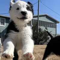 Morwenna, a female Old English Sheepdog for sale in Sneads Ferry, NC – Photo 1 of 9