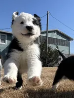 Morwenna, a female Old English Sheepdog for sale in Sneads Ferry, NC – Photo 2 of 5