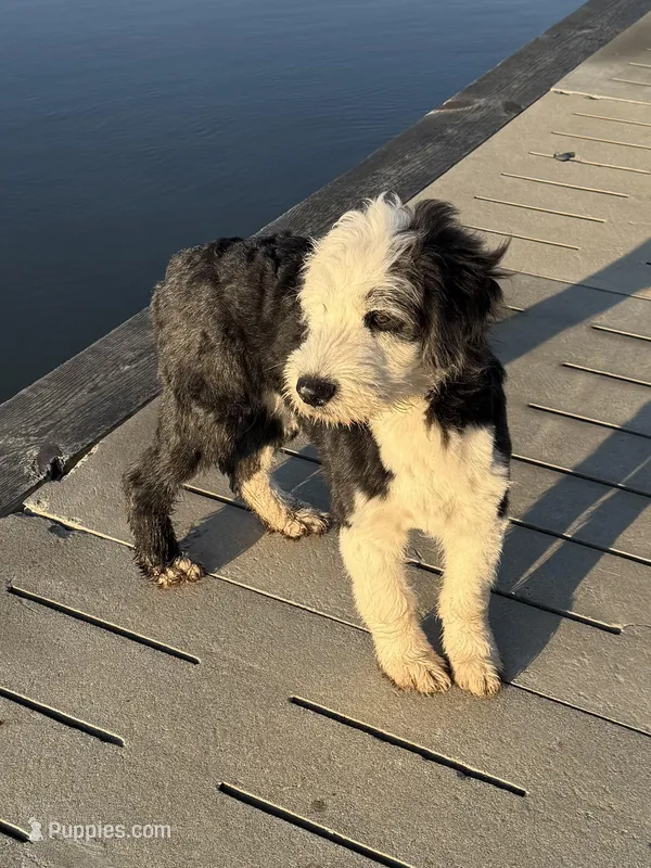 Morwenna – Old English Sheepdog puppy for sale in Sneads Ferry, NC