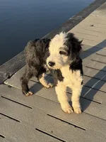 Morwenna, a female Old English Sheepdog for sale in Sneads Ferry, NC – 2 of 10