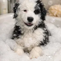 Morwenna, a female Old English Sheepdog for sale in Sneads Ferry, NC – Photo 8 of 9