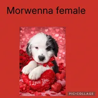Morwenna, a female Old English Sheepdog for sale in Sneads Ferry, NC – Photo 5 of 5