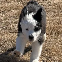 Morwenna, a female Old English Sheepdog for sale in Sneads Ferry, NC – Photo 2 of 9