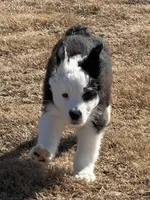 Morwenna, a female Old English Sheepdog for sale in Sneads Ferry, NC – Photo 1 of 5