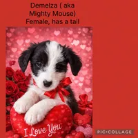 Demelza, a female Old English Sheepdog for sale in Sneads Ferry, NC – Photo 5 of 5