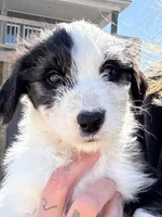 Demelza, a female Old English Sheepdog for sale in Sneads Ferry, NC – Photo 3 of 5